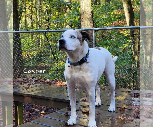 Medium Photo #8 Boxerhoula Puppy For Sale in Ellijay, GA, USA