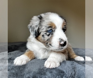 Australian Shepherd Puppy for sale in FREDERICKSBURG, VA, USA