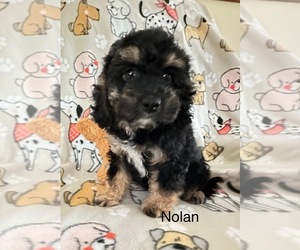 Cavapoo Puppy for sale in GILBERTSVILLE, PA, USA