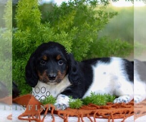 Dachshund Puppy for sale in EAST EARL, PA, USA