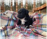Small Photo #10 Schnoodle (Miniature) Puppy For Sale in NIANGUA, MO, USA