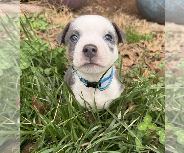 Medium Photo #2 Australian Shepherd-Unknown Mix Puppy For Sale in OKLAHOMA CITY, OK, USA