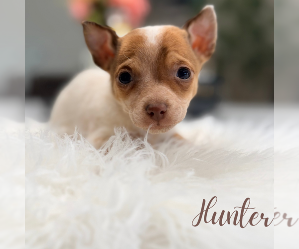 Medium Photo #3 Chihuahua Puppy For Sale in ADDISON, IL, USA