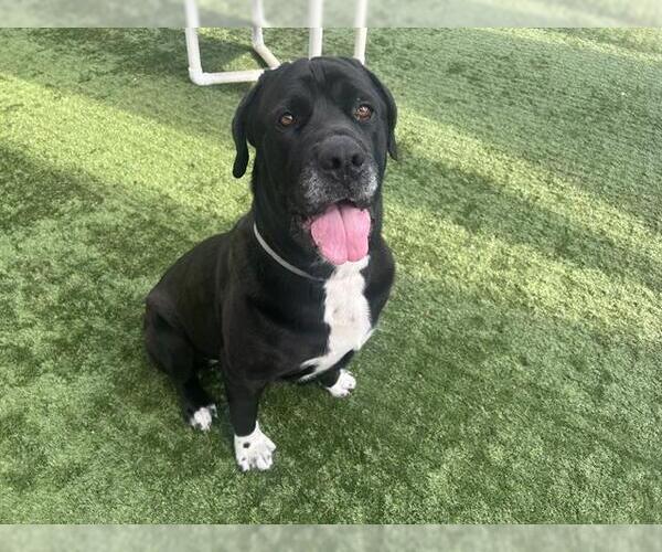 Medium Photo #1 Mutt Puppy For Sale in Pasadena, CA, USA
