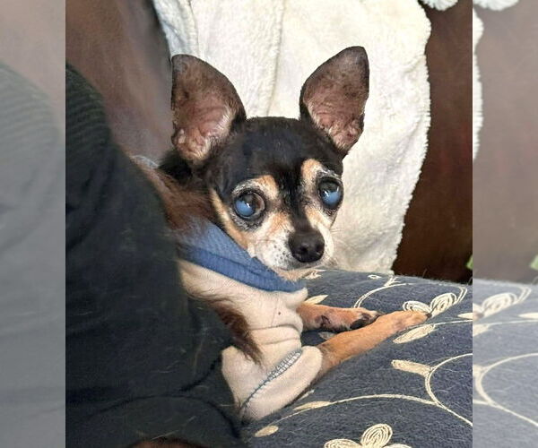 Medium Photo #1 Chihuahua Puppy For Sale in Boonton, NJ, USA