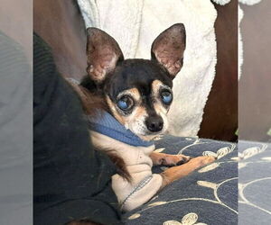 Chihuahua Dogs for adoption in Boonton, NJ, USA