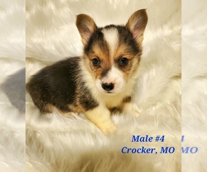 Pembroke Welsh Corgi Puppy for sale in RICHLAND, MO, USA