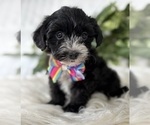 Small #1 Morkie