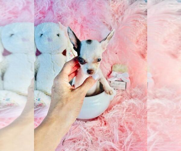 Medium Photo #16 Chihuahua Puppy For Sale in HOMESTEAD, FL, USA