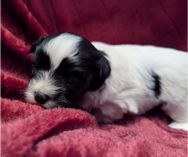 Medium Photo #3 Havanese Puppy For Sale in POST FALLS, ID, USA