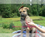 Small #4 German Shepherd Dog