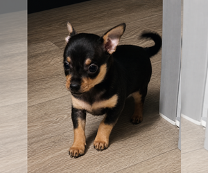 Chihuahua Puppy for sale in QUAKERTOWN, PA, USA