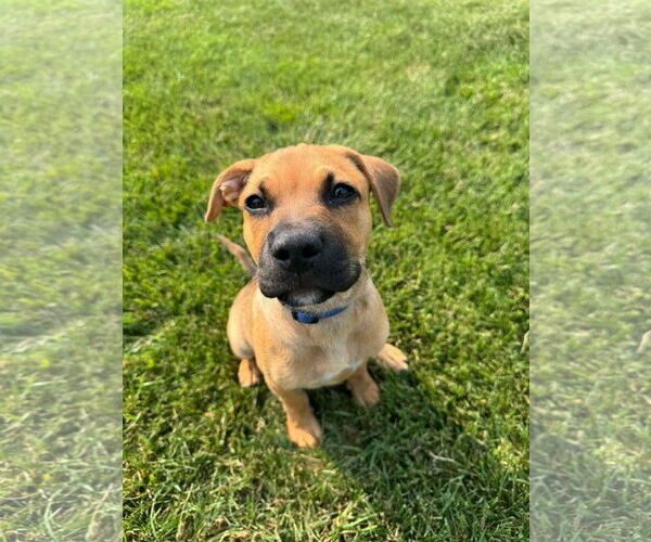 Medium Photo #7 Mutt Puppy For Sale in New London, WI, USA