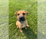 Small #6 Mutt