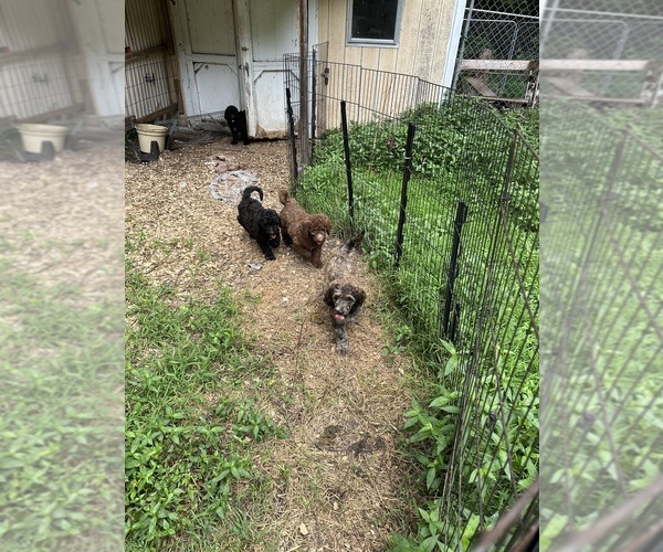 Medium Photo #5 Goldendoodle-Poodle (Standard) Mix Puppy For Sale in LOUISA, VA, USA
