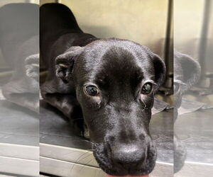 Hestia - Female American Bulldog-Unknown Mix Dog for Adoption - Photo #4