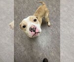 Small American Pit Bull Terrier