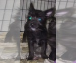 Puppy 10 Yorkshire Terrier