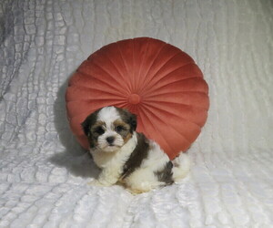 Shorkie Tzu Puppy for Sale in COOKEVILLE, Tennessee USA