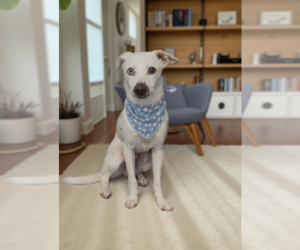 Unknown-Whippet Mix Dogs for adoption in W Hollywood, CA, USA