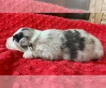 Small #5 Australian Shepherd