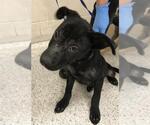 Small Labrador Retriever