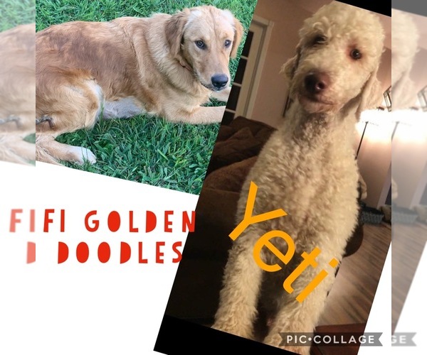 Medium Photo #5 Goldendoodle Puppy For Sale in FREDERICKTOWN, MO, USA