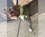 Small Photo #8 American Pit Bull Terrier-Unknown Mix Puppy For Sale in Germantown, OH, USA