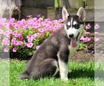 Small Photo #4 Siberian Husky Puppy For Sale in FREDERICKSBG, OH, USA