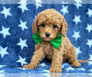 Cavapoo-Poodle (Toy) Mix Puppy for sale in RED LION, PA, USA