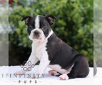 Small #5 Boston Terrier
