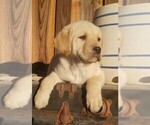 Small Photo #1 Labrador Retriever Puppy For Sale in HARRISON, AR, USA