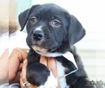 Small #2 Rat Terrier Mix