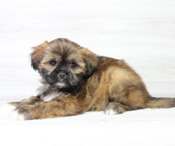 Medium Photo #6 Zuchon Puppy For Sale in LAS VEGAS, NV, USA