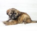 Small Photo #6 Zuchon Puppy For Sale in LAS VEGAS, NV, USA