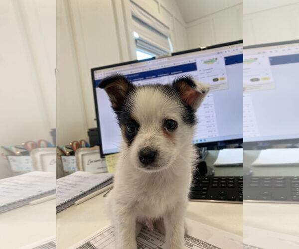 Medium Photo #1 Chihuahua-Unknown Mix Puppy For Sale in The Woodlands, TX, USA