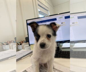 Chihuahua Mix Dog for Adoption in The Woodlands, Texas USA