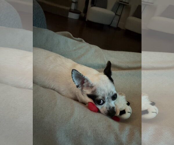Medium Photo #3 Chihuahua-Unknown Mix Puppy For Sale in San Francisco, CA, USA