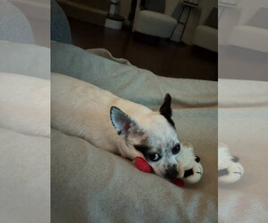 Biscuit - Female Chihuahua-Unknown Mix Dog for Adoption - Photo #3