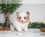 Puppy Ivy Pomeranian