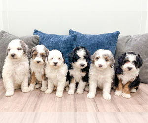 Sheepadoodle Puppy for Sale in MILLERSBURG, Ohio USA