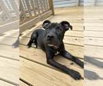 Small #1 Mutt