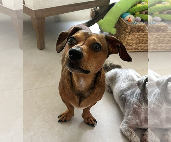 Medium Photo #7 Dachshund Puppy For Sale in Weston, FL, USA