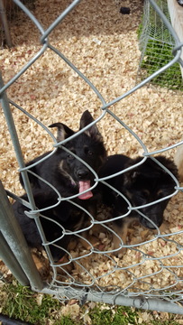 Medium Photo #4 German Shepherd Dog Puppy For Sale in ELGIN, SC, USA