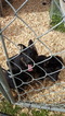 Small Photo #4 German Shepherd Dog Puppy For Sale in ELGIN, SC, USA