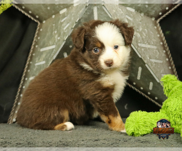 Medium Photo #11 Miniature Australian Shepherd Puppy For Sale in GRANBURY, TX, USA