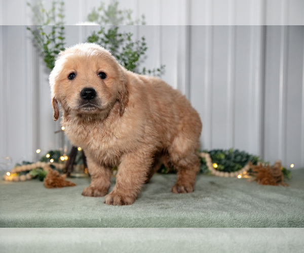 Medium Photo #3 Golden Retriever Puppy For Sale in HOLMESVILLE, OH, USA