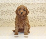 Small #2 Cavapoo