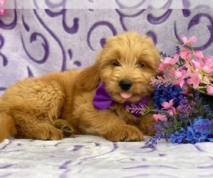 Goldendoodle Puppy for sale in LANCASTER, PA, USA