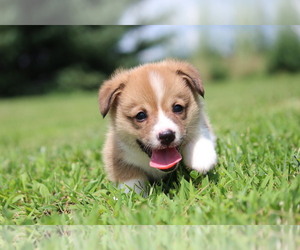 Pembroke Welsh Corgi Puppy for Sale in FORT MADISON, Iowa USA